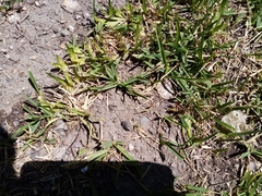 Polistes xanthogaster