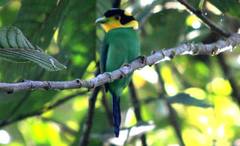 Psarisomus dalhousiae