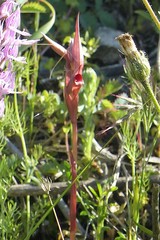 Bilamellaria