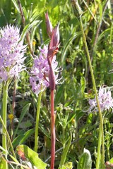 Bilamellaria