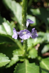 Stachytarpheta urticifolia