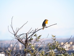 Erithacus rubecula