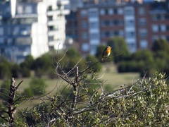 Erithacus rubecula