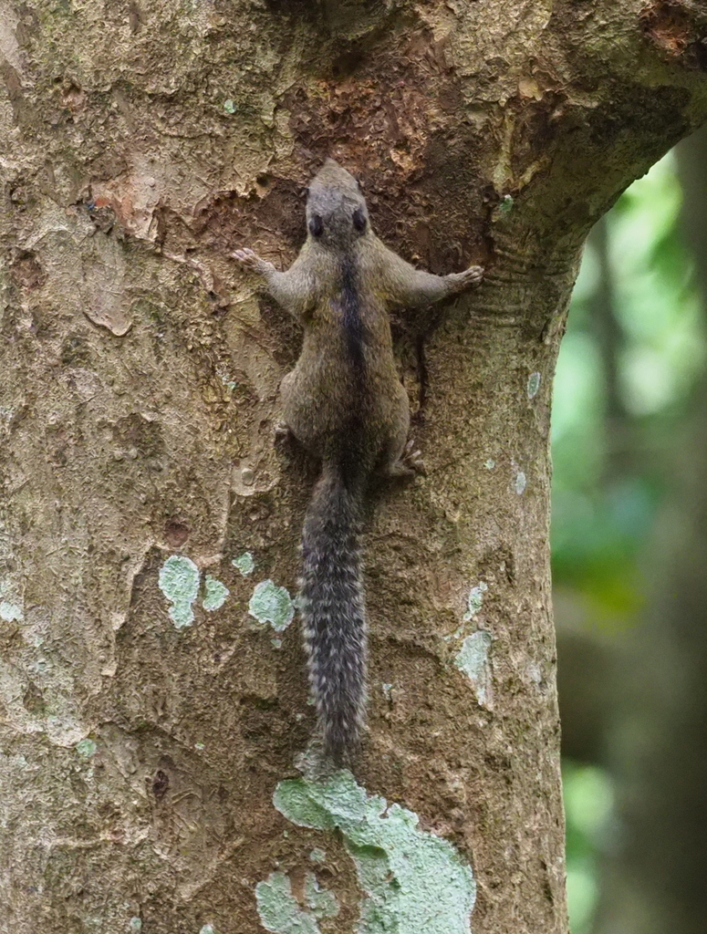Weber's Dwarf Squirrel