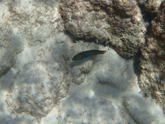 Thalassoma hebraicum
