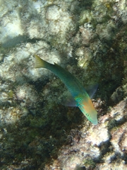 Thalassoma hebraicum