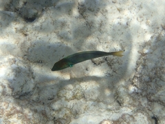 Thalassoma hebraicum