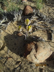 Albuca tenuifolia