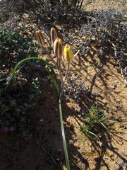 Albuca tenuifolia