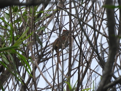 Synallaxis frontalis