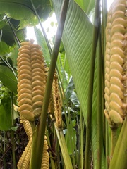 Calathea crotalifera image