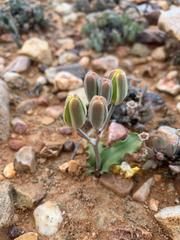 Albuca crispa