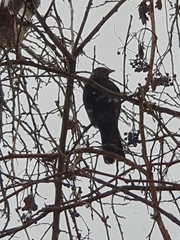 Turdus merula