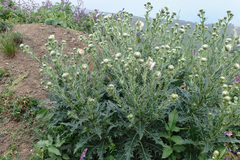 Cirsium echinus