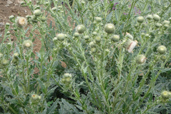 Cirsium echinus