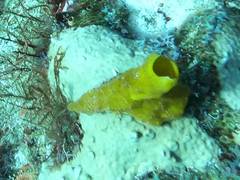 Siphonodictyon coralliphagum