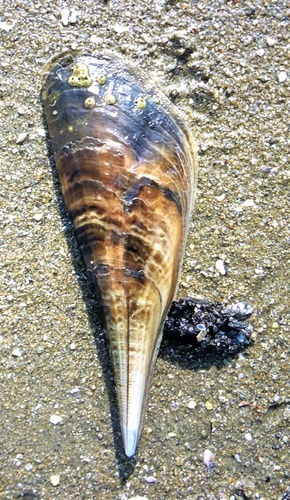Pinna bicolor observed 2021-12-07