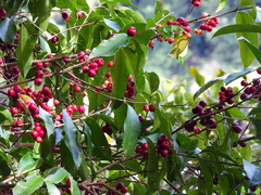 Syzygium claviflorum