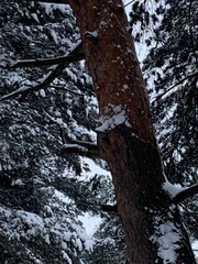 Dendrocopos major
