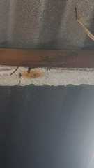 Lepidodactylus lugubris