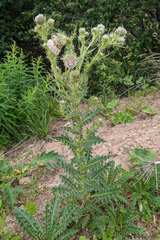 Cirsium echinus