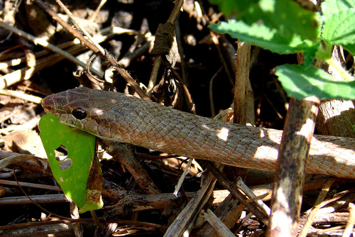 Tiny Night Snake