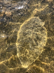 Brachirus orientalis