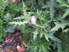 Cirsium hachijoense