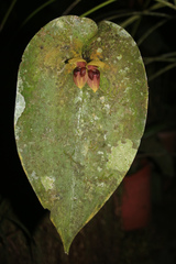 Pleurothallis imperialis