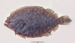 Pseudorhombus arsius