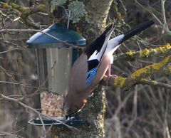 Garrulus glandarius