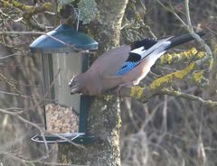 Garrulus glandarius