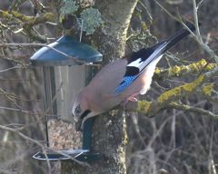 Garrulus glandarius