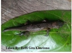 Eutropis rugifera