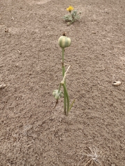 Zephyranthes jamesonii