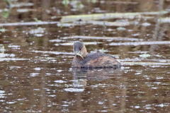 Tachybaptus ruficollis