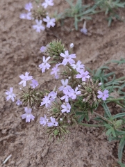 Glandularia mendocina