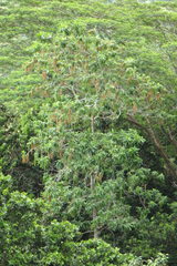 Alstonia macrophylla