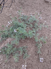 Glandularia mendocina