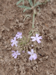 Glandularia mendocina