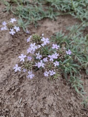 Glandularia mendocina