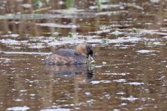 Tachybaptus ruficollis