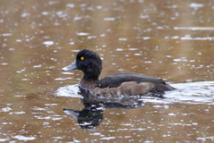 Aythya fuligula