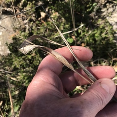 Sporobolus vaginiflorus