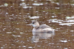 Tachybaptus ruficollis