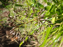 Mapania floribunda