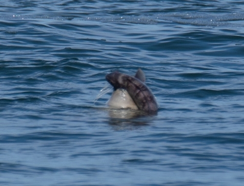 Atlantic Harbor Seal photographed in New Jersey