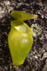 Nepenthes pervillei