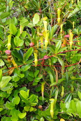 Nepenthes pervillei