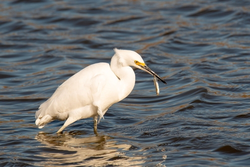 Snowy Egret photographed in New Jersey